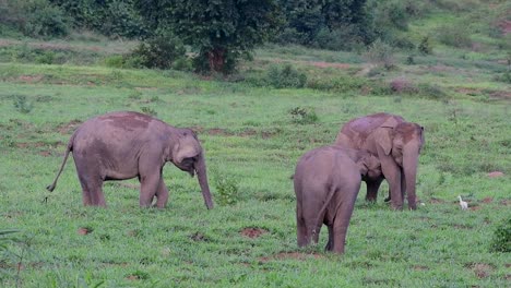 Los-Elefantes-Asiáticos-Son-Especies-En-Peligro-De-Extinción-Y-También-Son-Residentes-De-Tailandia