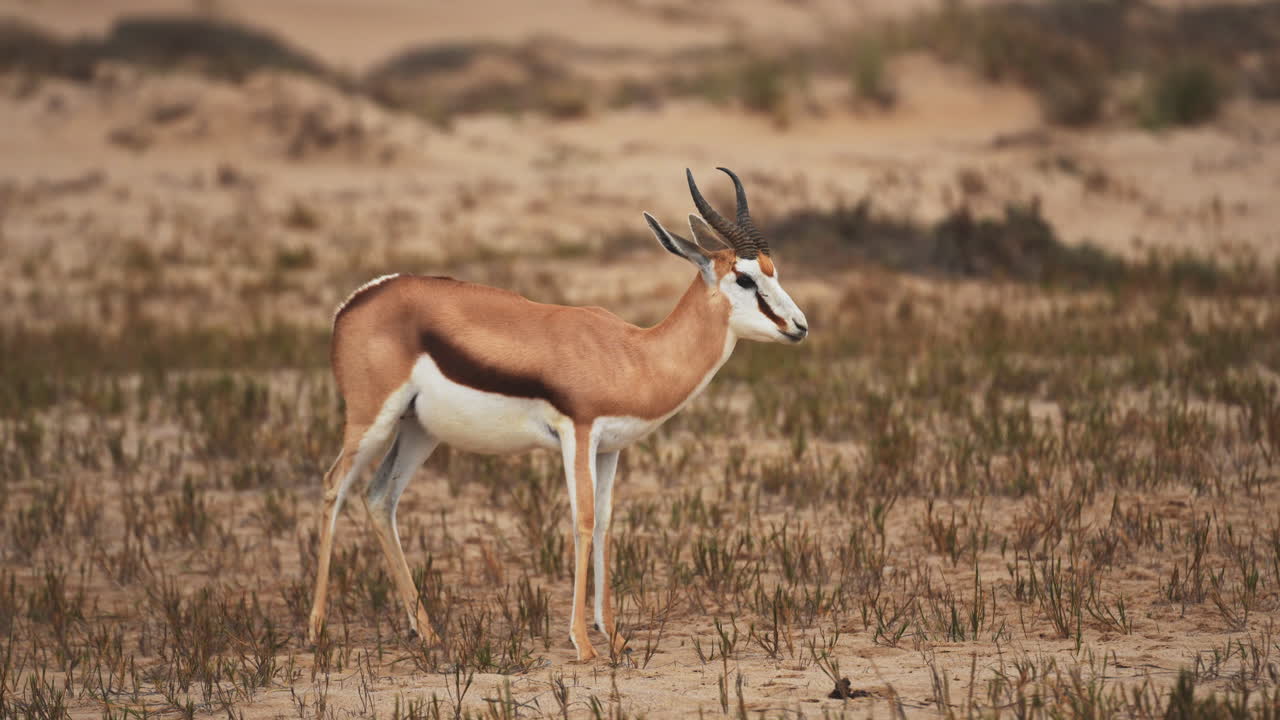 Lonely springbok feeding on the dunes of Sandwich Harbour, Namibia, showing solitary grazing behavior amid the vast, arid, and scenic Namib desert landscape