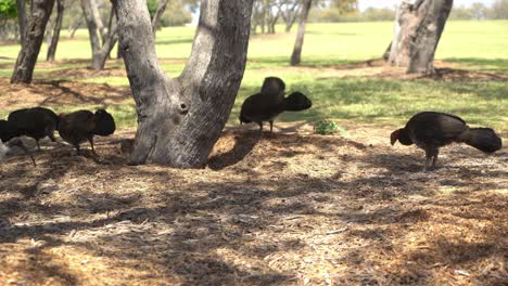 Grupo-De-Pavos-Salvajes-Cavando-En-El-Suelo-En-La-Reserva-Natural