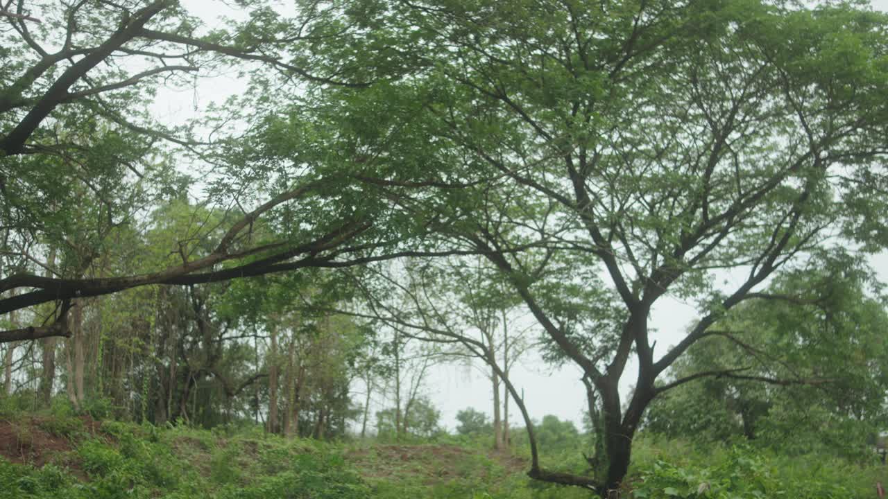 Lush green forest with tall trees on a calm cloudy day