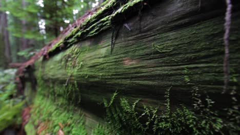 close up of moss on fallen redwood tree trunk