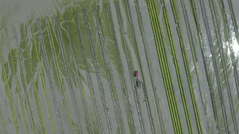 Top-View-Of-Seafood-Farmers-Harvesting-Oysters-From-Cages-With-Tractor-And-Trailer