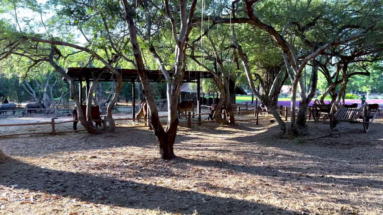 carros de madera bajo árboles en un entorno sereno