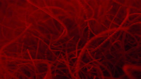 threadworms destructed by flickering red light