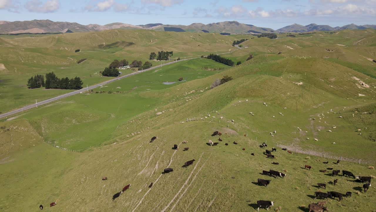 뉴질랜드의 구불구불한 언덕을 돌아다니는 소