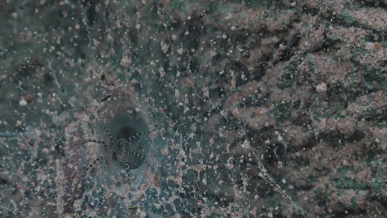 primer plano de una araña en su web