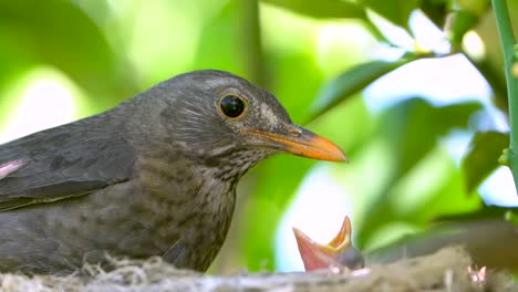 Schwarzer-Vogel-In-Einem-Nest,-Das-Jungvögel-Füttert