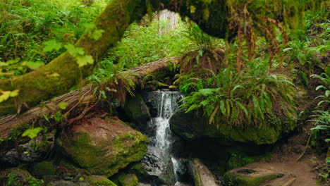beautiful forest waterfall surrounded by lush plants and moss