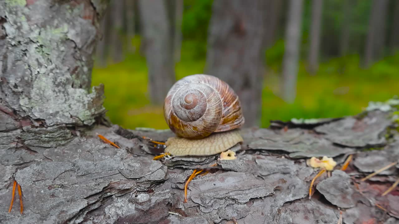 caracol de jardín o un caracol regular con su casa moviéndose a lo largo de un pino marrón o una corteza de árbol de abeto en el bosque lentamente