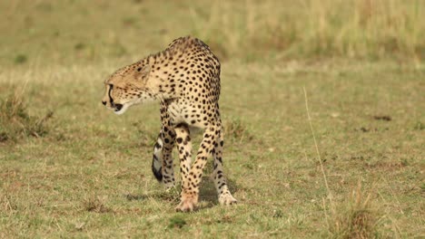 A-cheetah-walking-towards-the-camera-before-lying-down-in-the-Masai-Mara,-Kenya