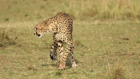 a cheetah walking towards the camera before lying down in the masai mara, kenya