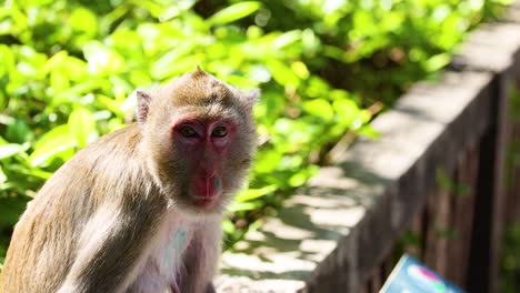 a monkey sits and observes surroundings