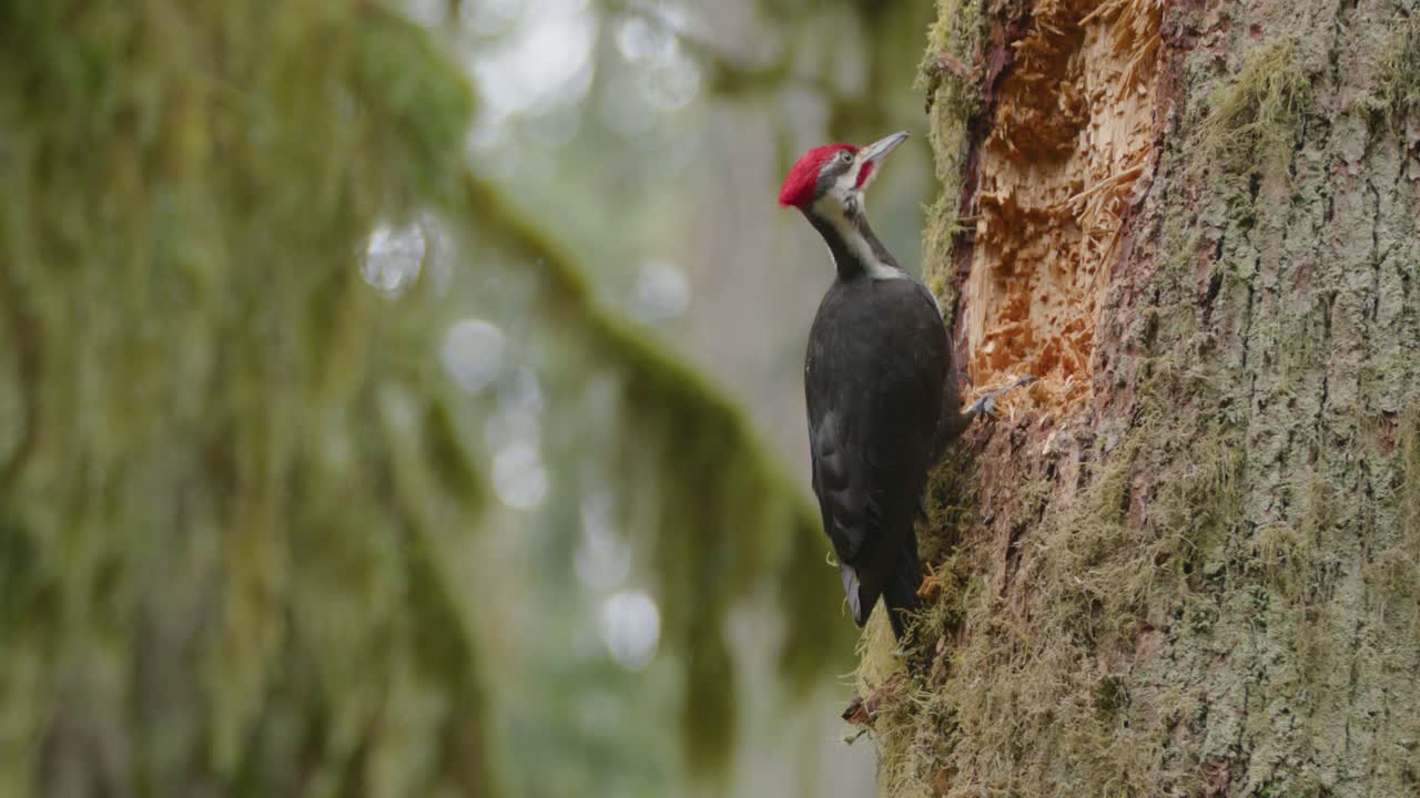 pájaro carpintero pilado ferozmente astillando agujero en el árbol del bosque slomo