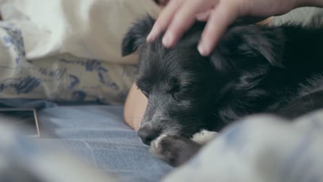 a cute black dog with brown eyes resting on the bed with his mistress, who strokes her ears until he fell asleep