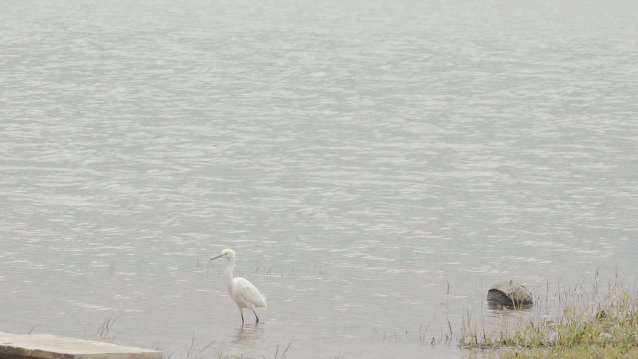흐리고 바람 부는 날, 강가를 걷고 있는 검은 부리를 가진 중간 크기의 백설백로