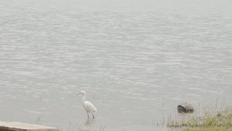 una garza blanca como la nieve de tamaño mediano con un pico negro caminando en la costa del río, día nublado y ventoso