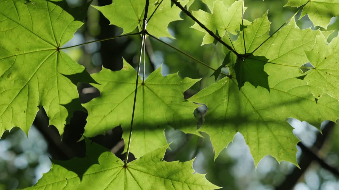 vista superior de hojas de arce verdes iluminadas por la luz del sol, toma panorámica