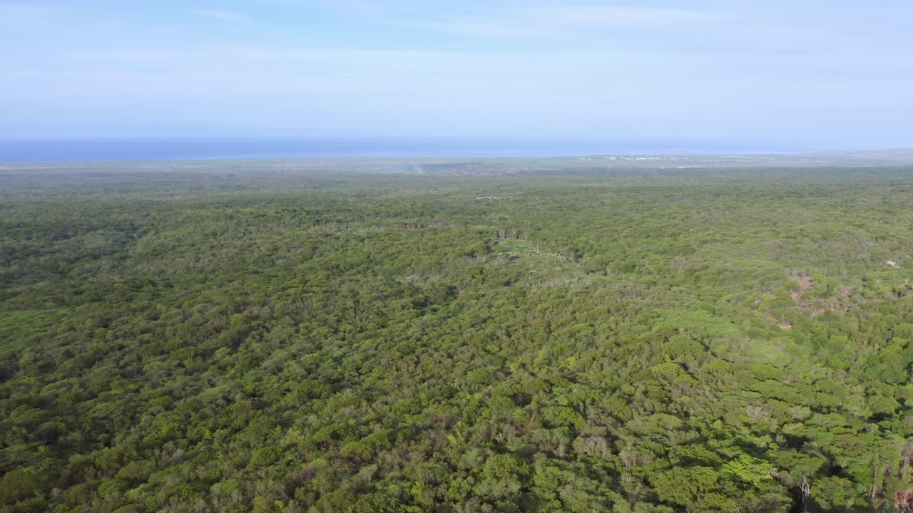 도미니카 공화국 페데날레스 지방의 울창한 나무로 뒤덮인 끝없는 숲