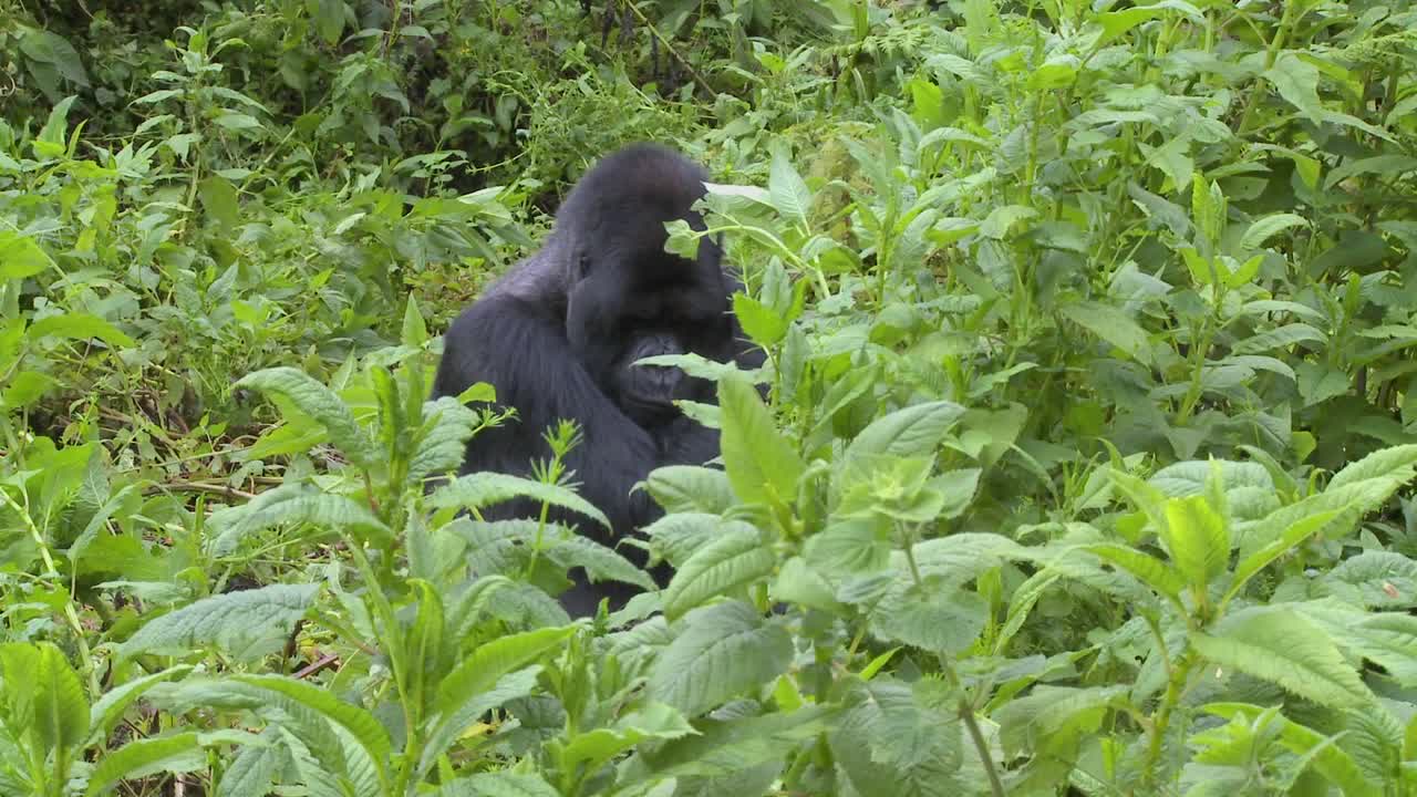 un gorila de montaña se sienta en la vegetación en las laderas de un volcán en ruanda