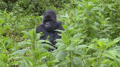 a mountain gorilla sits in greenery on the slopes of a volcano in rwanda