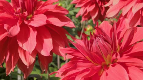 Vibrantes-Flores-De-Dalia-Roja-En-Plena-Floración,-Capturadas-Bajo-La-Luz-Del-Sol-Con-Detalles-Nítidos