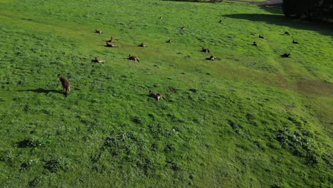 kangaroos lying on the grass taking a rest during sunset, aerial orbital