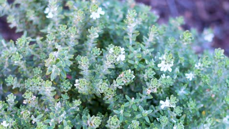 detailed view of a lush green bush