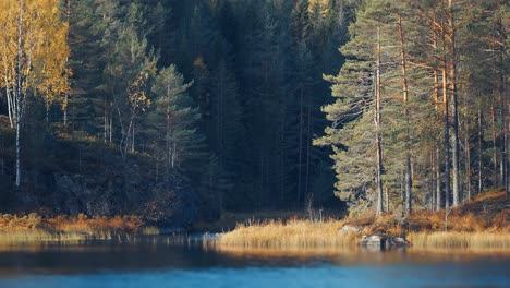 autumn forest on the shores of the lake