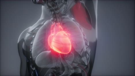 Examen-De-Radiología-Del-Corazón-Humano