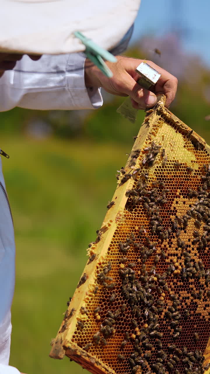 Apiarist working on a farm. Bee farmer examining bees on a honey frame and puts it into a hive. Apiculture concept.. Vertical video