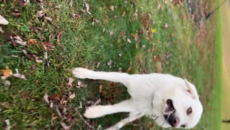 Weißer-Mann,-Der-Tauziehen-Mit-Einem-Großen-Weißen-Pyrenäenhund-Spielt,-Filmischer-Unscharfer-Hintergrund---Vertikale-Ansicht