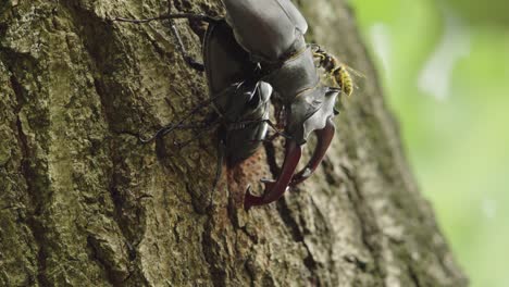 Bee-crawling-on-stag-beetle-on-tree-trunk,-handheld-closeup