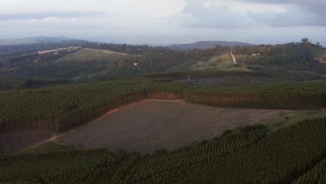 bosque de pinos 01