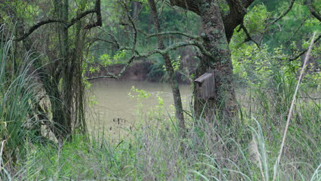 calm riverbank with a tree covered in moss and a small wooden birdhouse.