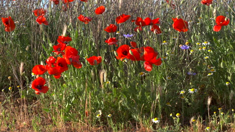 poppy field at sunset, close up