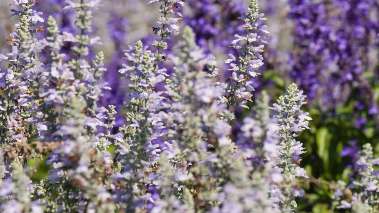 Campo di fiori di lavanda ripreso da vicino che si muove delicatamente alla luce del sole, profondità di campo ridotta, atmosfera tranquilla