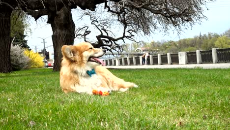 corgi perro peludo sentado en un césped