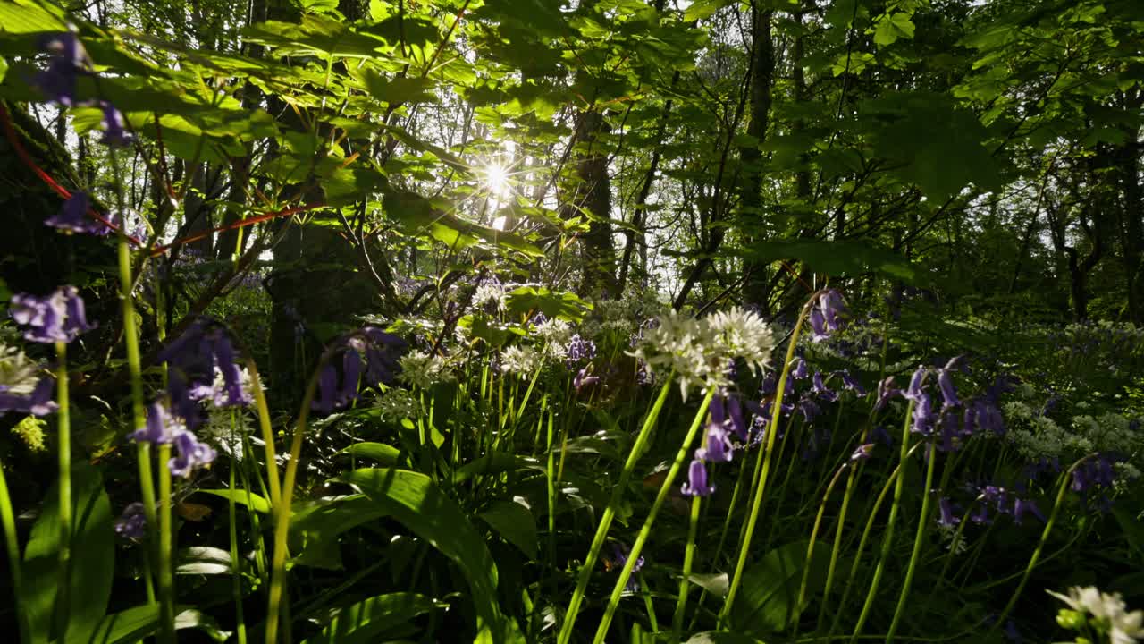Spring Flowers in a Sunny Forest