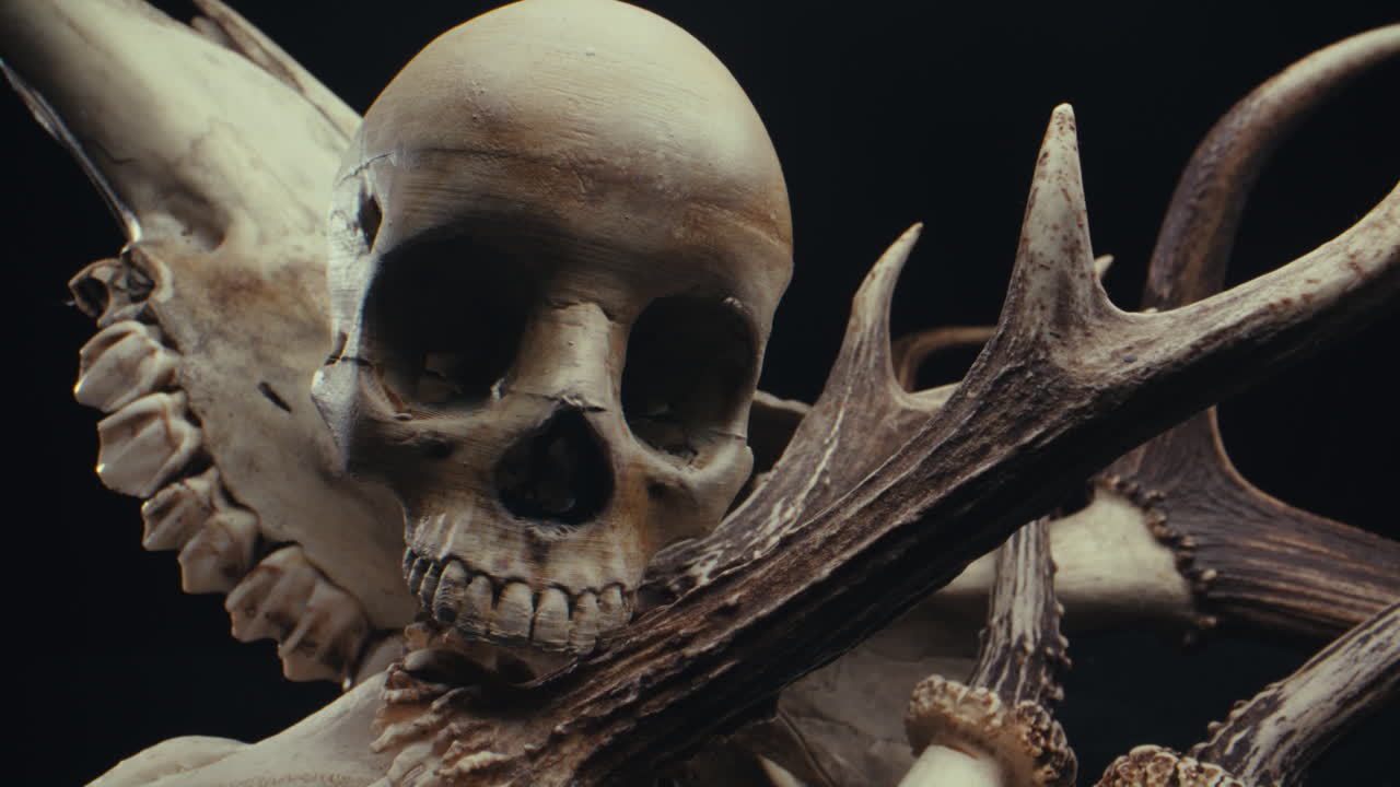 Skull and Antlers Still Life