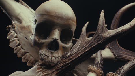 skull and antlers still life