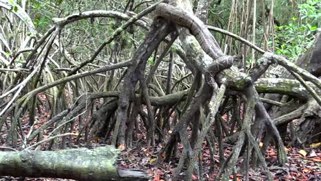 boa constrictor large specimen moves through the branches and roots of the red mangrove