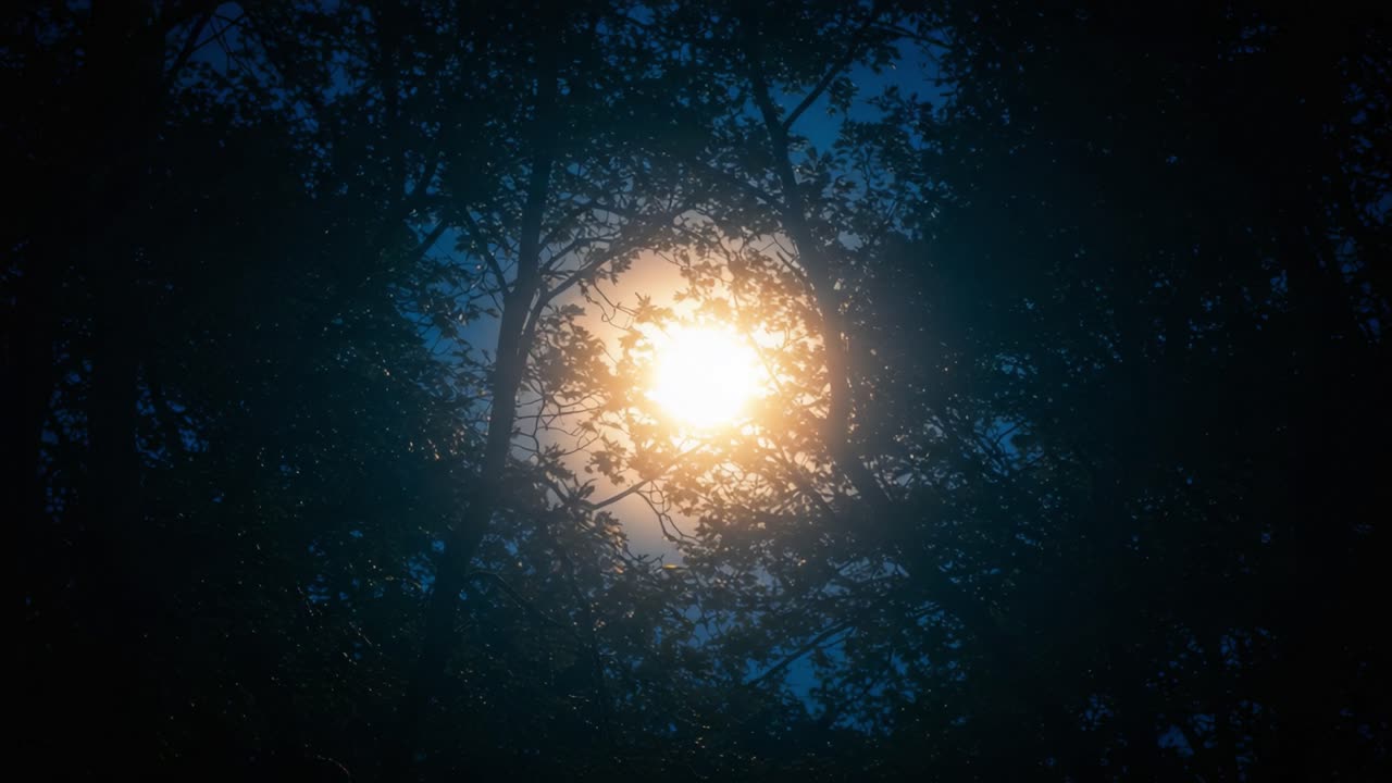 A Glowing Sun Peeking Through Dense Tree Canopy: Captivating Radiance in a Woodland Setting