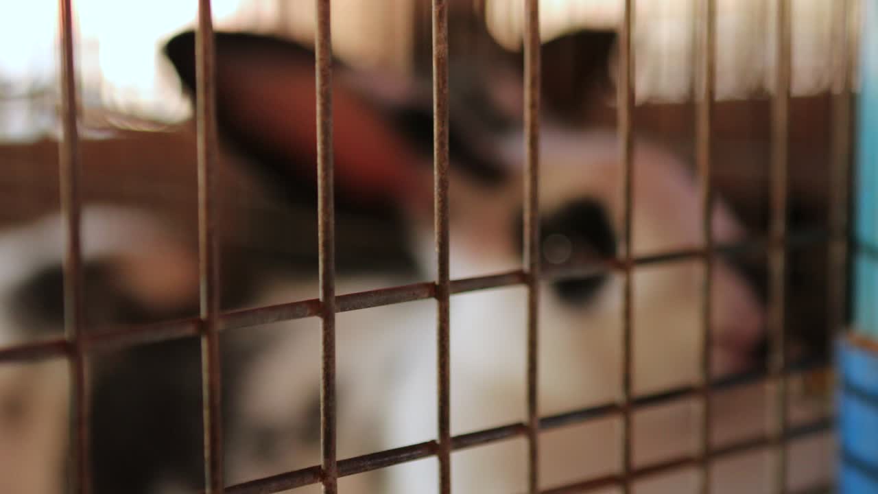 4k 케이지 안의 토끼, 유기농 농장 안의 가축 토끼, 막대 뒤의 동물