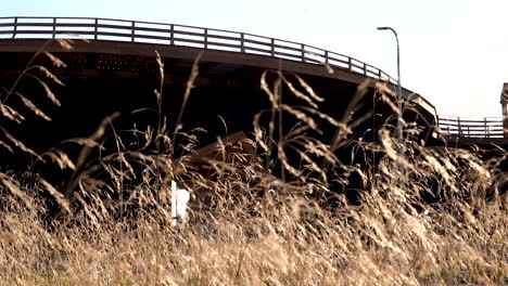 Ornamental-grass-sways-in-the-breeze-against-the-backdrop-of-the-graduation-tower,-slow-motion,-Lidzbark,-Poland