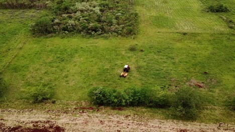 Tractor-moving-backwards-with-a-grasscutter-attached-to-it-on-a-grazing-field