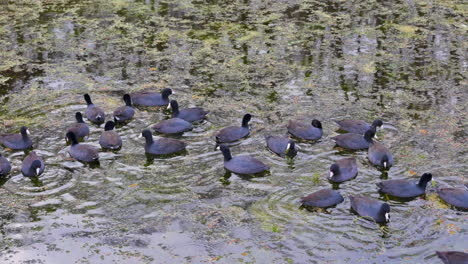 american coot  flock feeding on duckweed, florida