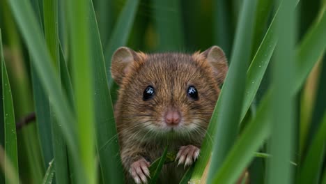 captivating close-up of a tiny shrew amidst lush green grass, showcasing its curious expression and delicate features