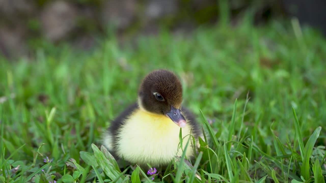 갈색과 노란색의 새로운 muscovy duckling in the grass peeps and look around
