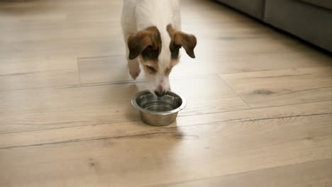 la mano de la mujer le da un cuenco de agua al jack russell terrier