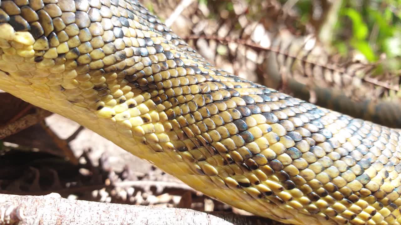 Extreme close-up of a large snake displaying its tongue while slithering along a bush track